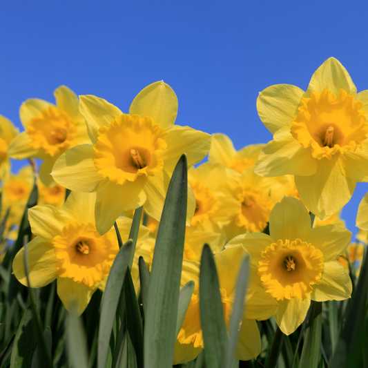 Photo of bright yellow daffodils against a clear blue sky