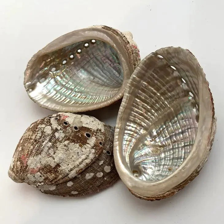 3 abalone shells