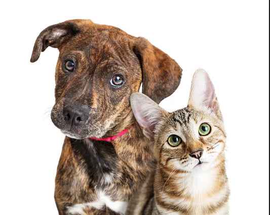 photo of a brown dog and a tabby and white cat