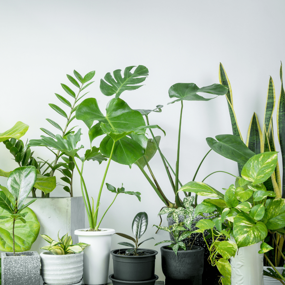 Top 10 houseplants for health and wellness - Jaime Wiles