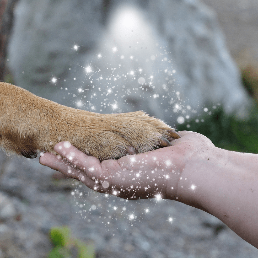 What to Expect During a Distance Reiki Session for Your Pet - Jaime Wiles