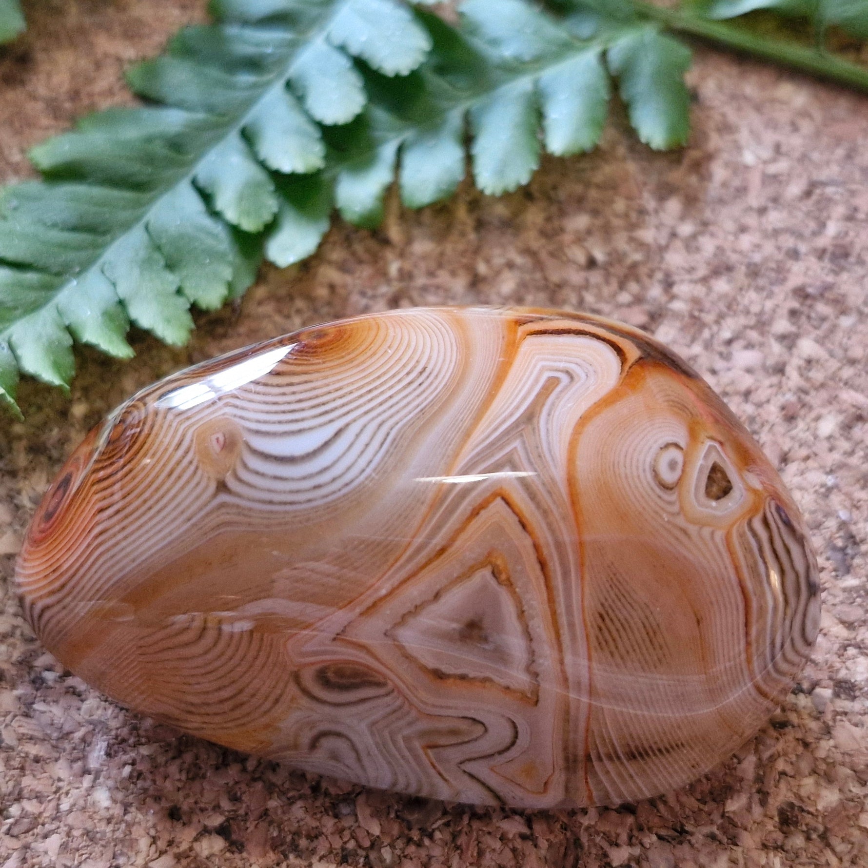 Polished banded agate with warm, wavy cream and caramel lines and a honey-toned patch, displayed against a leafy natural background.